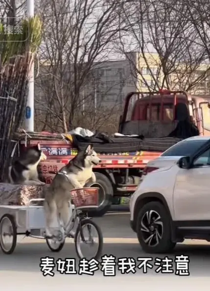 狗狗騎著賣切糕老板的車走了