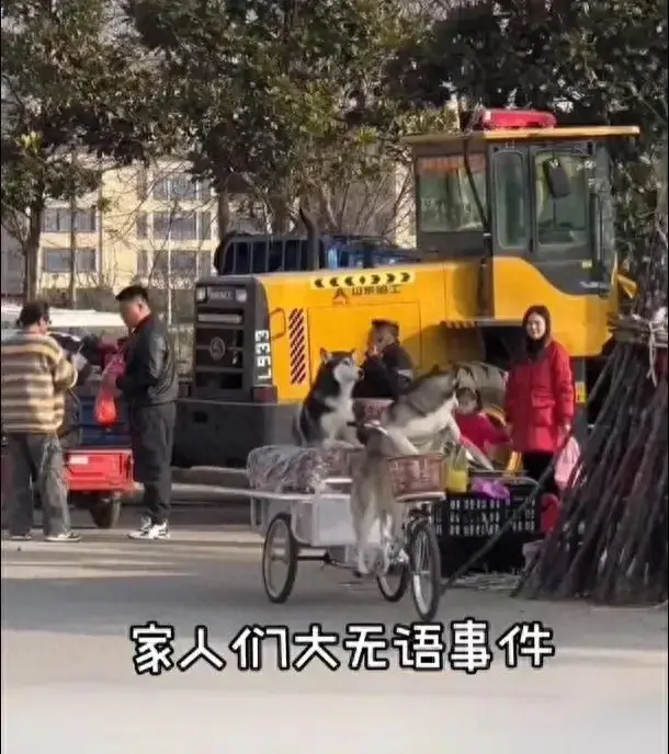 狗狗騎著賣切糕老板的車走了