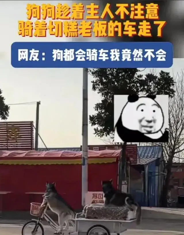 狗狗騎著賣切糕老板的車走了