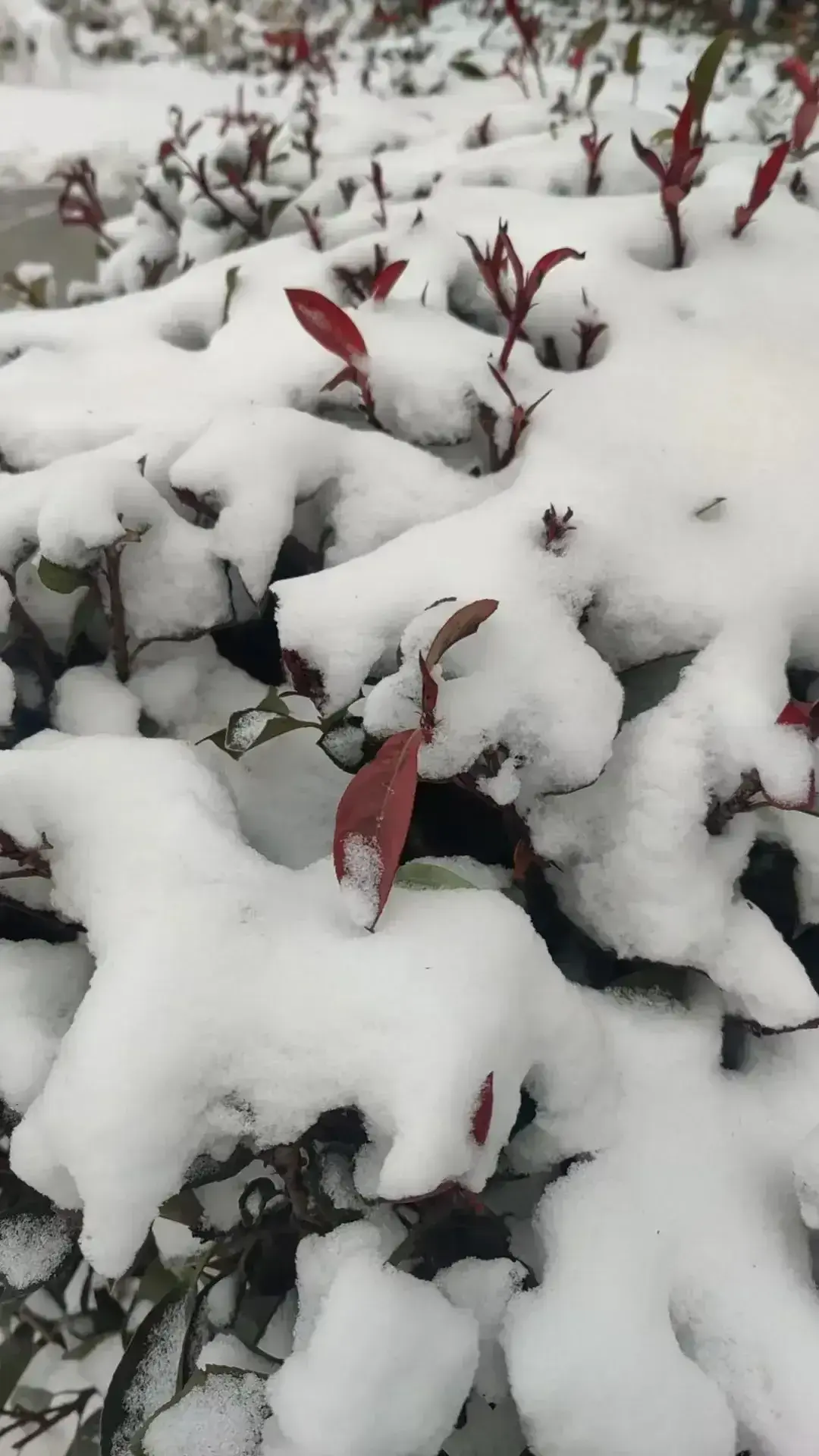 直擊各地強降雪:河南雪厚得像切糕