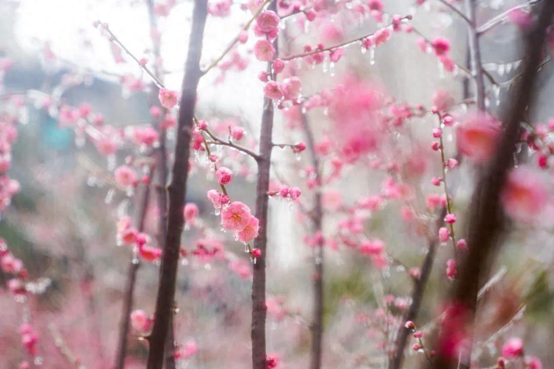 武漢凍雨形成雨凇景觀