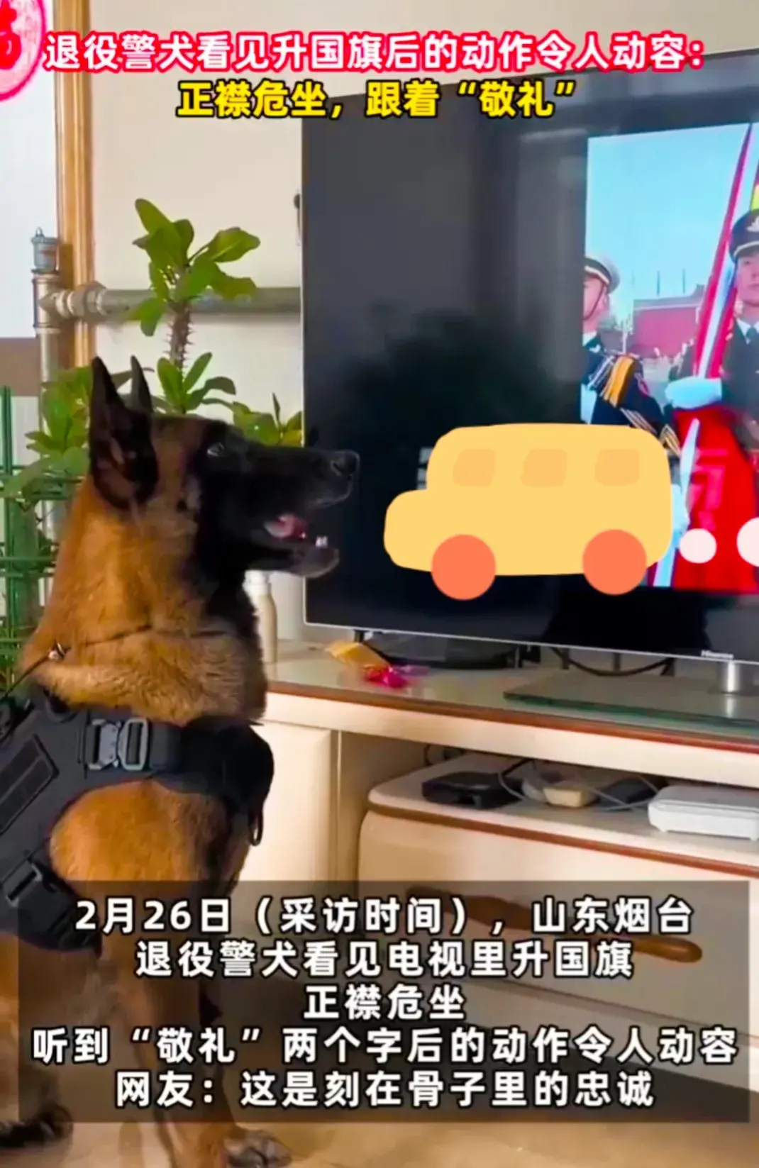 退役警犬看見(jiàn)升國(guó)旗正襟危坐