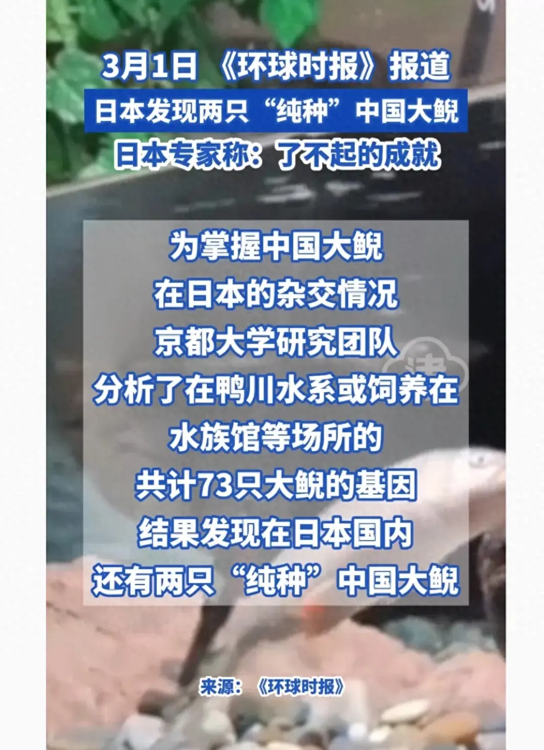 日本發現兩只純種中國大鯢