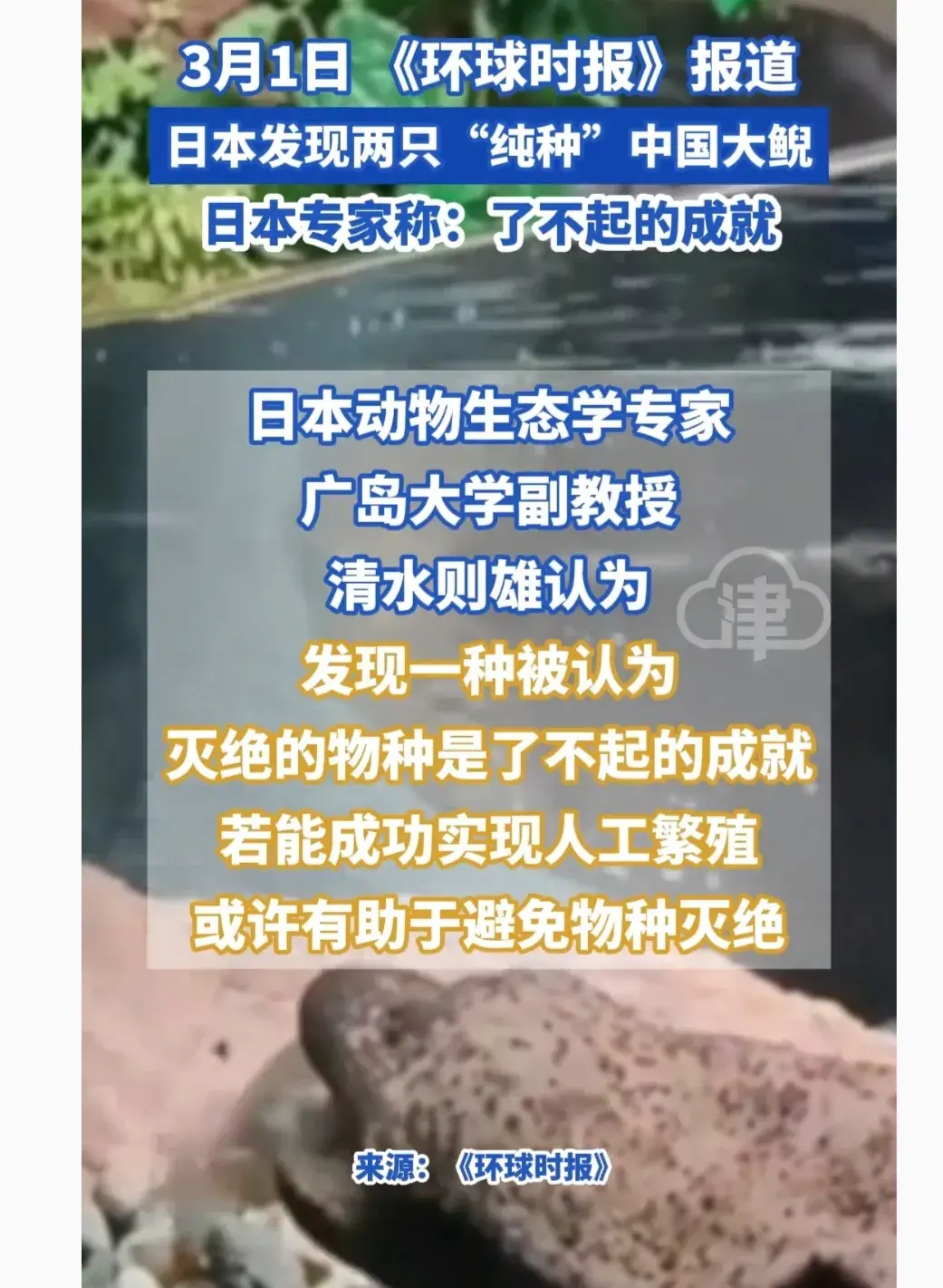 日本發現兩只純種中國大鯢
