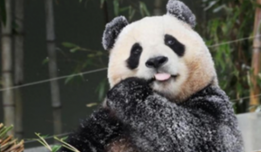 韓記者畫熊貓仿妝哽咽告別福寶
