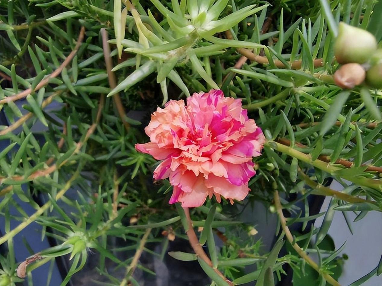 十年前種下的種子真的能開出花