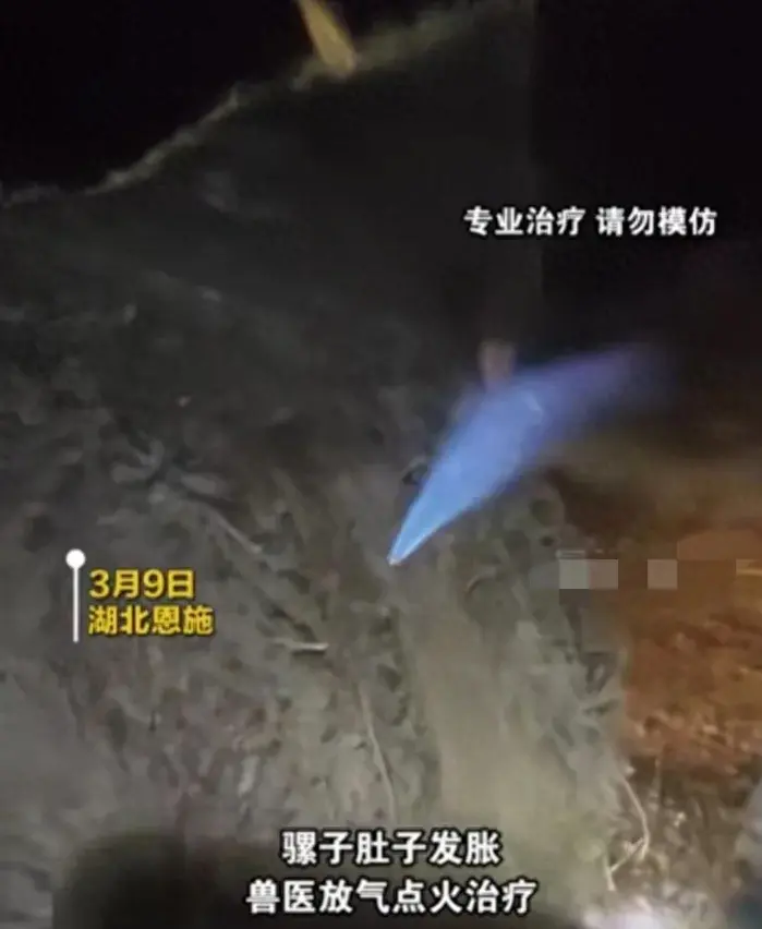 騾子肚子發(fā)脹獸醫(yī)放氣點火治療