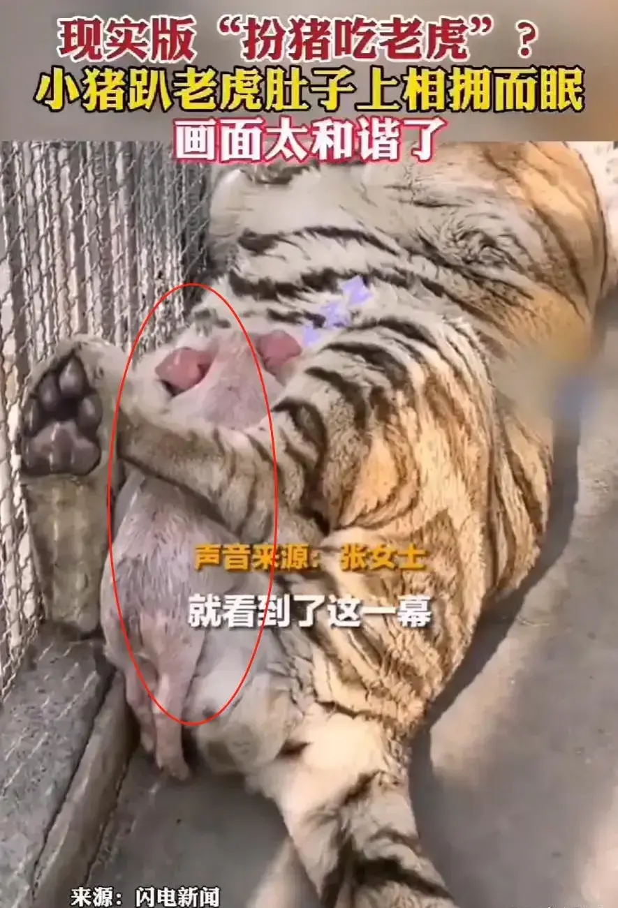 動物園里小豬趴在老虎肚子上睡覺