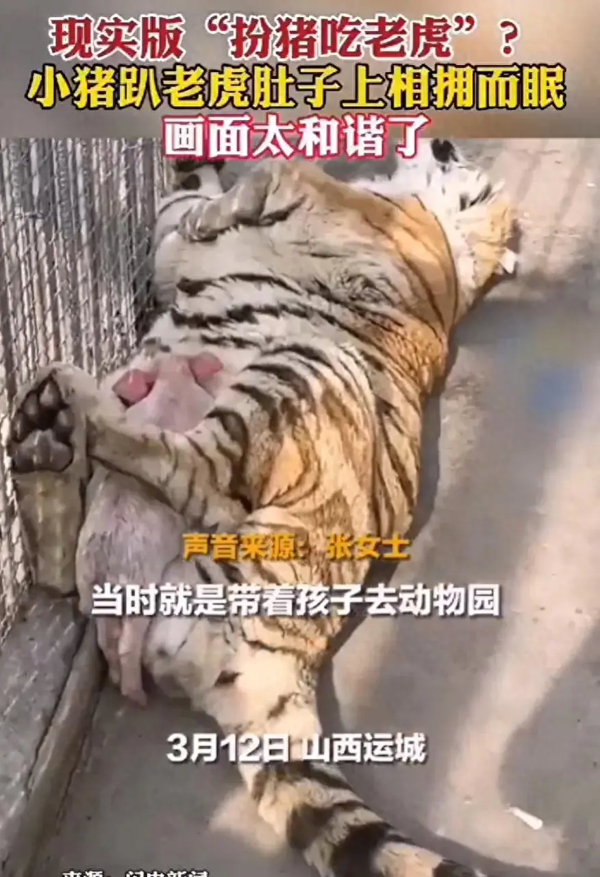 動物園里小豬趴在老虎肚子上睡覺