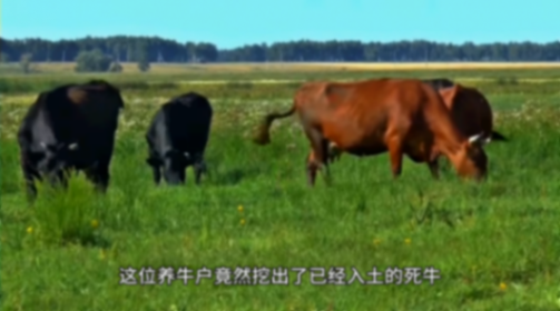 男子獲理賠后又將病死牛挖出來賣
